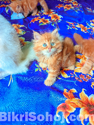 Persian baby for sale